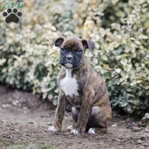 Boby, Boxer Puppy